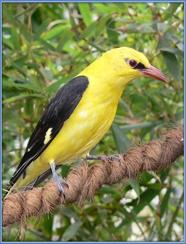 Желтая птица с черными крыльями. Обыкновенная Иволга. Иволга птица. Желтая Иволга. Лимонная Иволга.